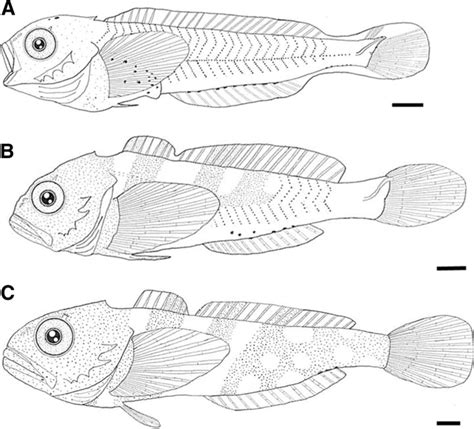 fish larvae|The LARVAE Table .